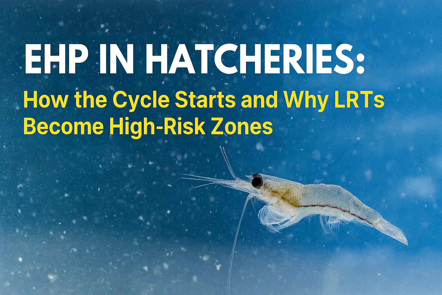 EHP in Hatcheries: How the Cycle Starts and Why LRTs Become High-Risk Zones