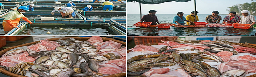 Andhra Pradesh’s Ambitious Aquaculture Expansion Plan