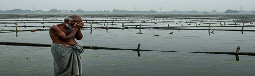 White gut syndrome and Enterocytozoon hepatopenaei (EHP) are significant health concerns in Litopenaeus vannamei shrimp farming.